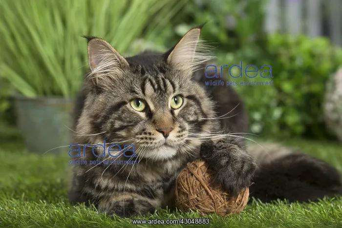  : Maine Coon Cat with toy ball