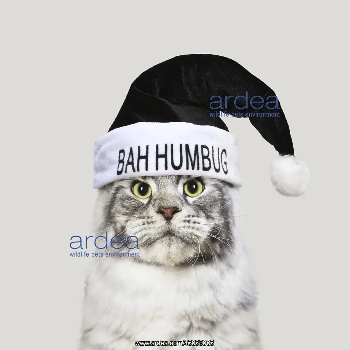 : Maine Coon Cat wearing bah humbug Christmas hat : Maine Coon Cat wearing bah humbug Christmas hat