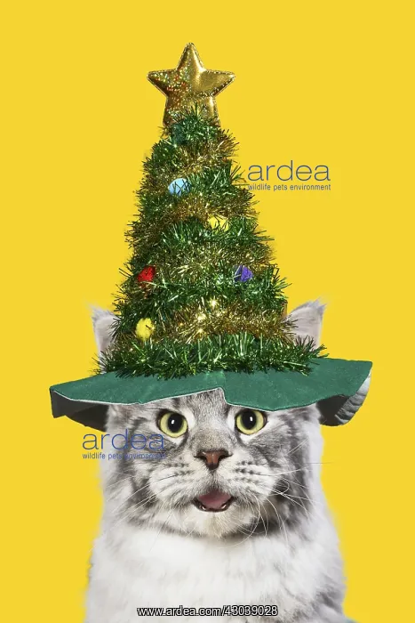  : Maine Coon Cat wearing Christmas tree hat