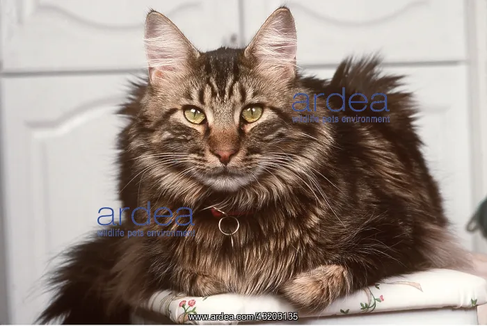 : MAINE COON CAT - wearing collar, sitting in kitchen : MAINE COON CAT - wearing collar, sitting in kitchen
