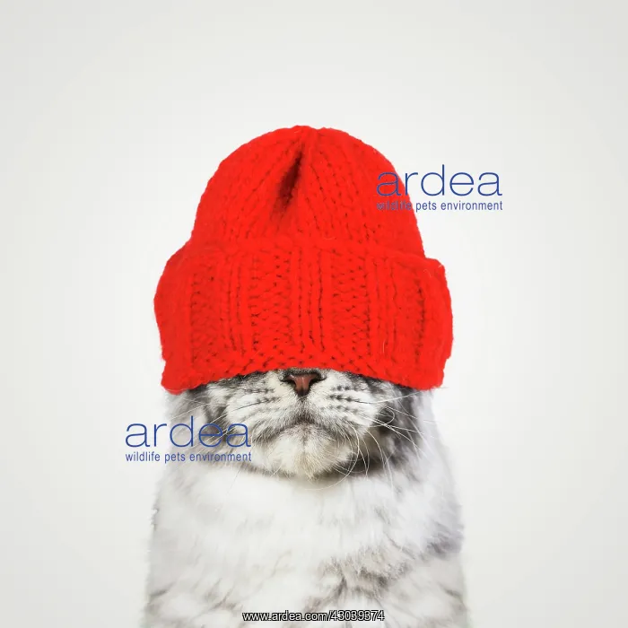 : Maine Coon Cat wearing red woolly hat over its face : Maine Coon Cat wearing red woolly hat over its face