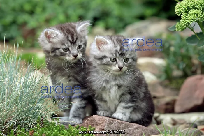 : Maine Coon domestic cat (Silvestris domestic spec.) : Maine Coon domestic cat (Silvestris domestic spec.)