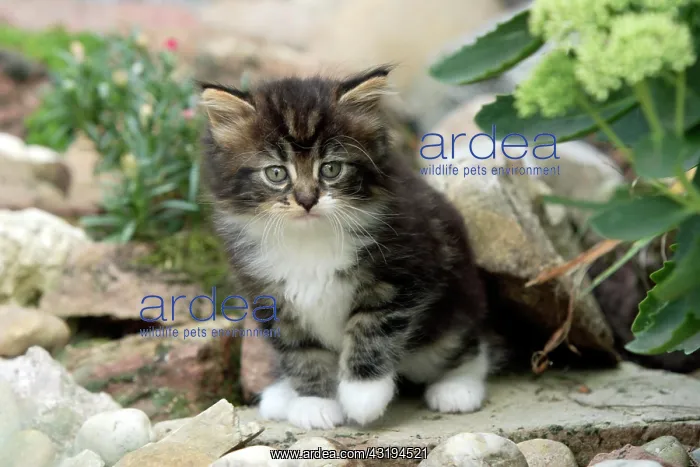  : Maine Coon domestic cat (Silvestris domestic spec.)