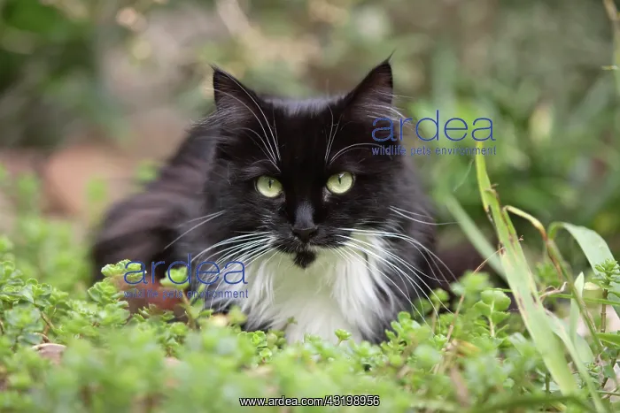 : Maine Coon domestic cat (Silvestris domestic spec.) : Maine Coon domestic cat (Silvestris domestic spec.)