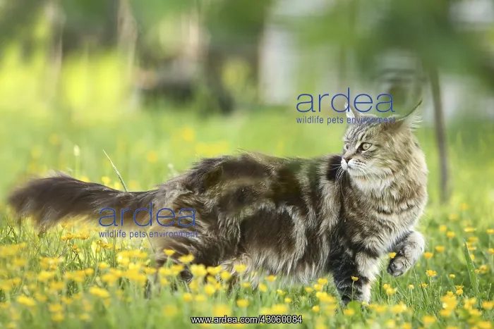 : Maine Coon female in the grass looking backwards : Maine Coon female in the grass looking backwards