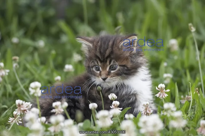 : Maine Coon kitten in the grass amid clovers France : Maine Coon kitten in the grass amid clovers France