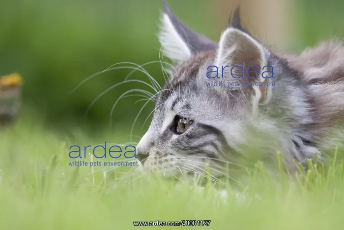 : Maine Coon kitten hunting in the grass France : Maine Coon kitten hunting in the grass France