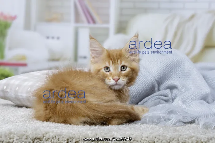  : Maine Coon kitten inside