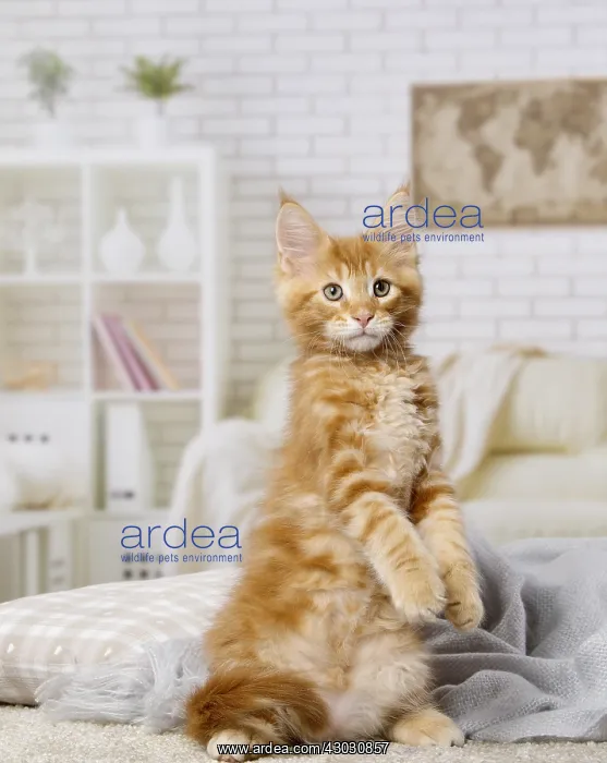  : Maine Coon kitten inside