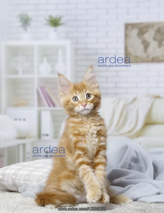 : Maine Coon kitten inside