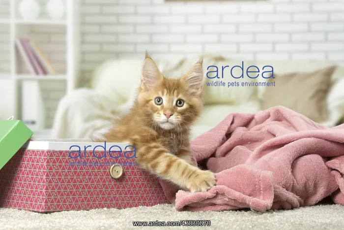  : Maine Coon kitten inside