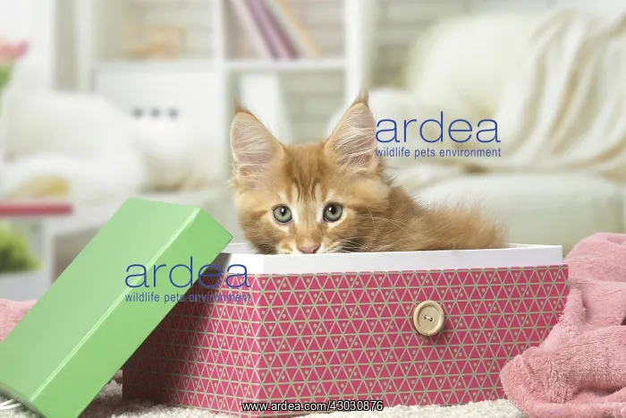  : Maine Coon kitten inside