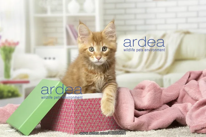  : Maine Coon kitten inside