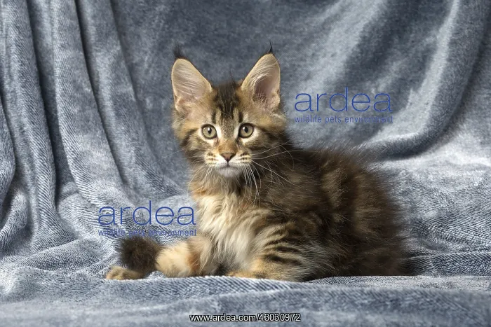  : Maine Coon kitten inside