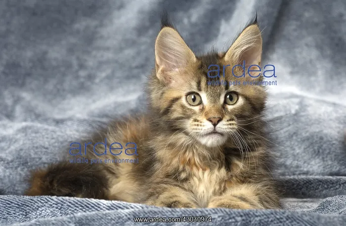  : Maine Coon kitten inside