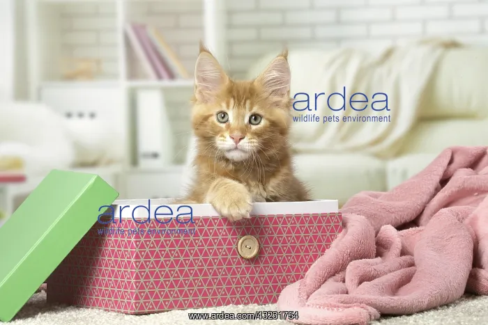 : Maine Coon kitten inside