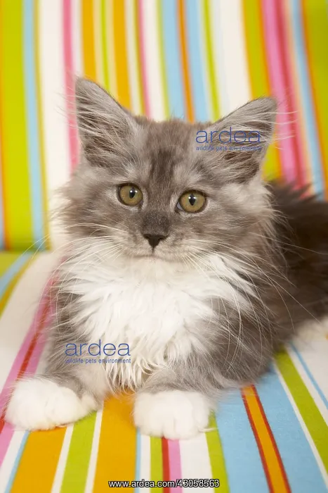 : Maine Coon kitten lying on a multicoloured armchair : Maine Coon kitten lying on a multicoloured armchair