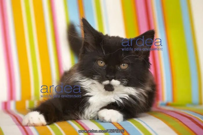 : Maine Coon kitten lying on a multicoloured armchair : Maine Coon kitten lying on a multicoloured armchair