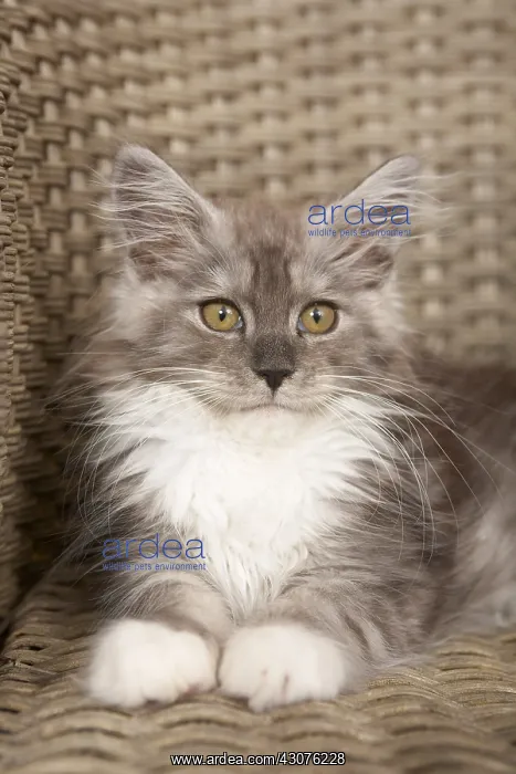 : Maine Coon kitten lying on an osier armchair : Maine Coon kitten lying on an osier armchair