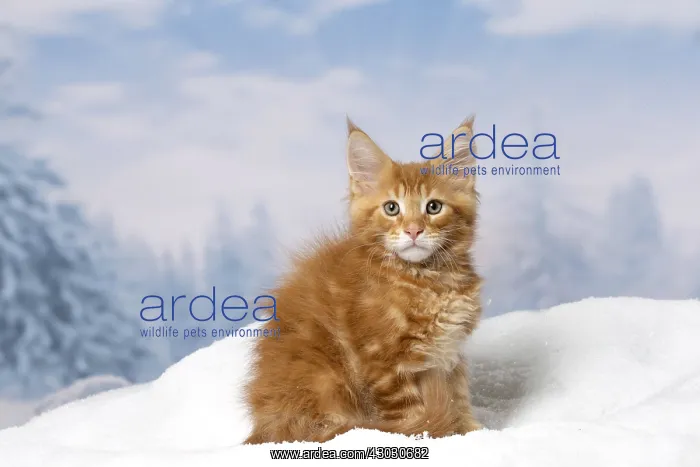  : Maine Coon kitten outdoors in winter