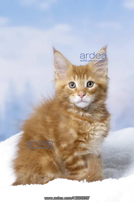  : Maine Coon kitten outdoors in winter