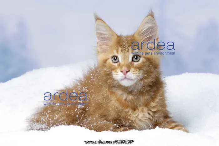  : Maine Coon kitten outdoors in winter