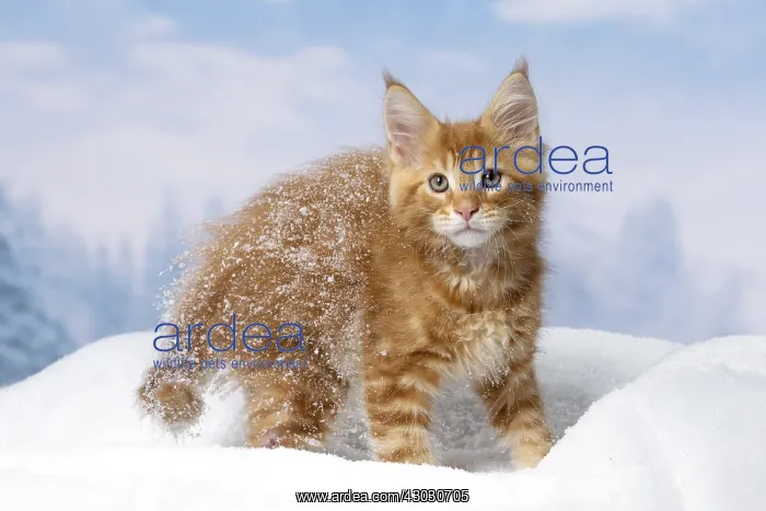  : Maine Coon kitten outdoors in winter