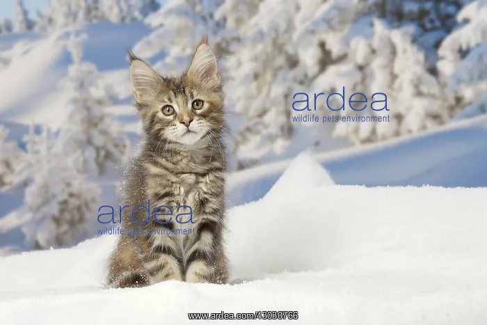  : Maine Coon kitten outdoors in winter