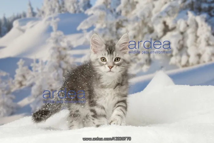  : Maine Coon kitten outdoors in winter