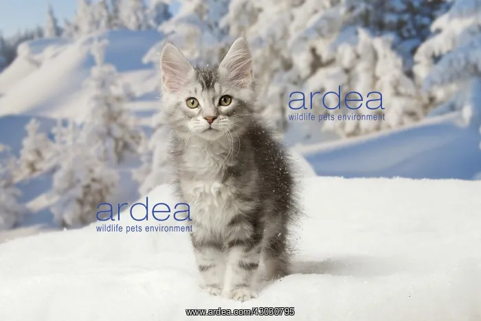  : Maine Coon kitten outdoors in winter