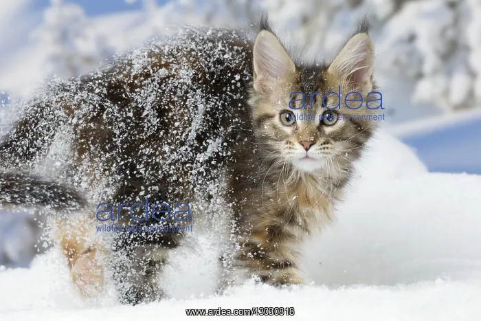  : Maine Coon kitten outdoors in winter