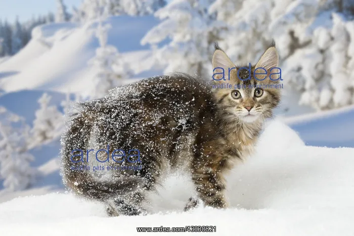  : Maine Coon kitten outdoors in winter