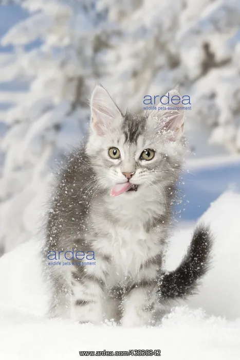  : Maine Coon kitten outdoors in winter
