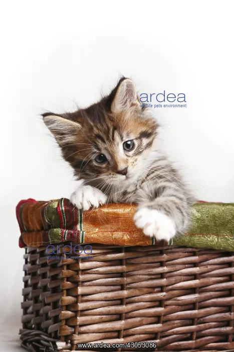 : Maine Coon kitten playing in osier basket in studio : Maine Coon kitten playing in osier basket in studio