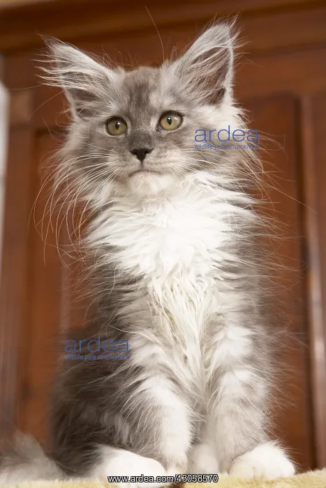 : Maine Coon kitten sat on a cat tree : Maine Coon kitten sat on a cat tree