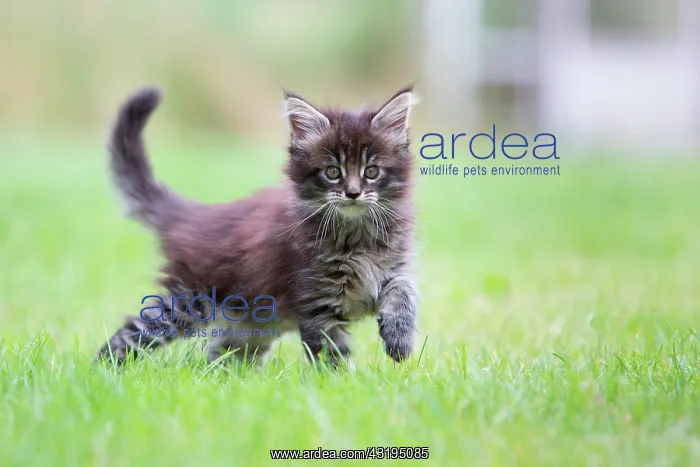 : Maine Coon kitten walking in a lawn, Haut Rhin : Maine Coon kitten walking in a lawn, Haut Rhin