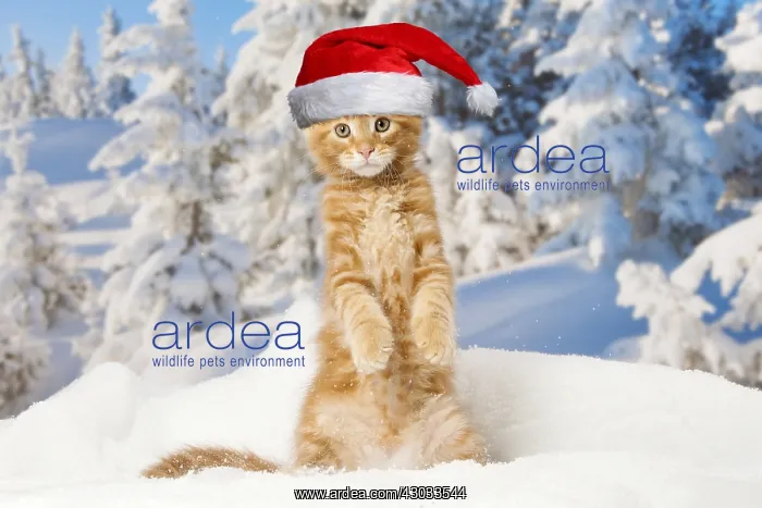 : Maine Coon kitten wearing Christmas hat outdoors : Maine Coon kitten wearing Christmas hat outdoors