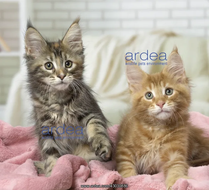  : Maine Coon kittens indoors