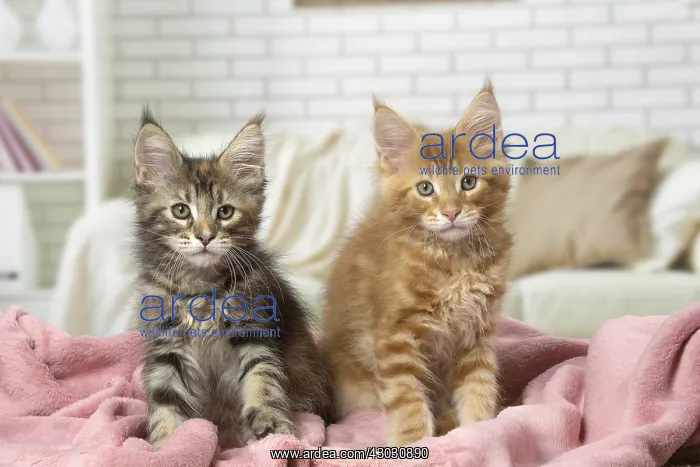  : Maine Coon kittens indoors