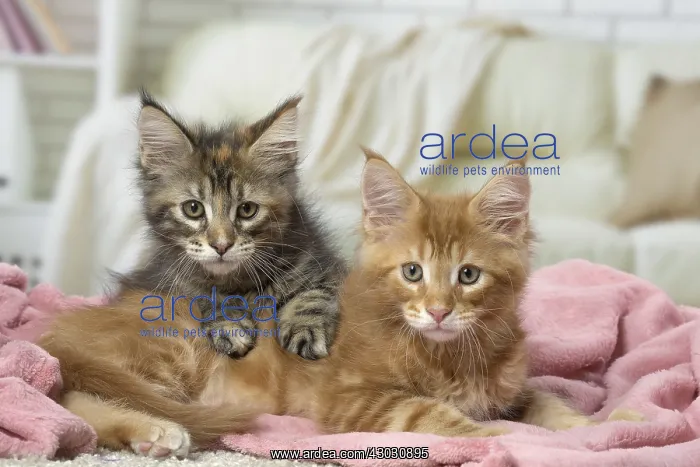  : Maine Coon kittens indoors