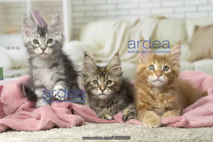  : Maine Coon kittens indoors
