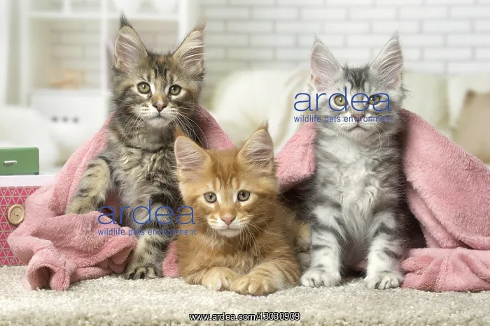  : Maine Coon kittens indoors