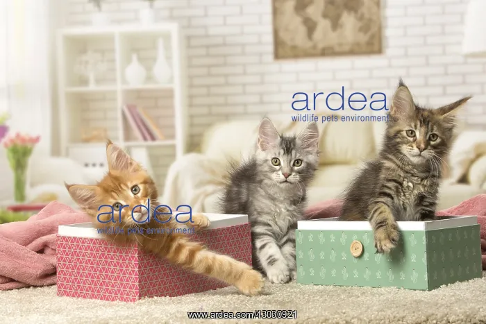  : Maine Coon kittens indoors