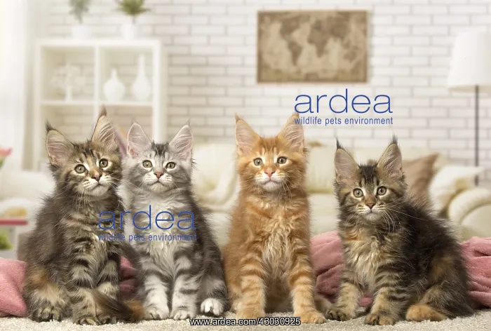  : Maine Coon kittens indoors