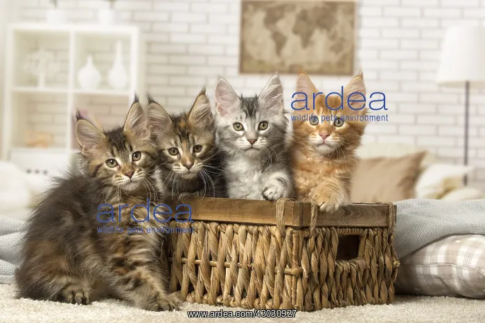  : Maine Coon kittens indoors