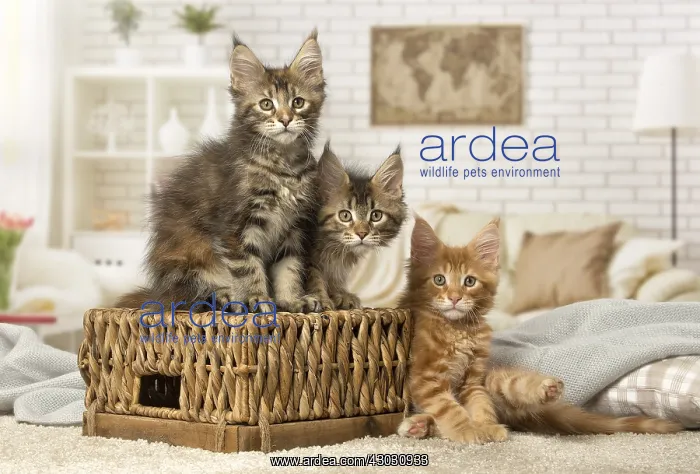  : Maine Coon kittens indoors