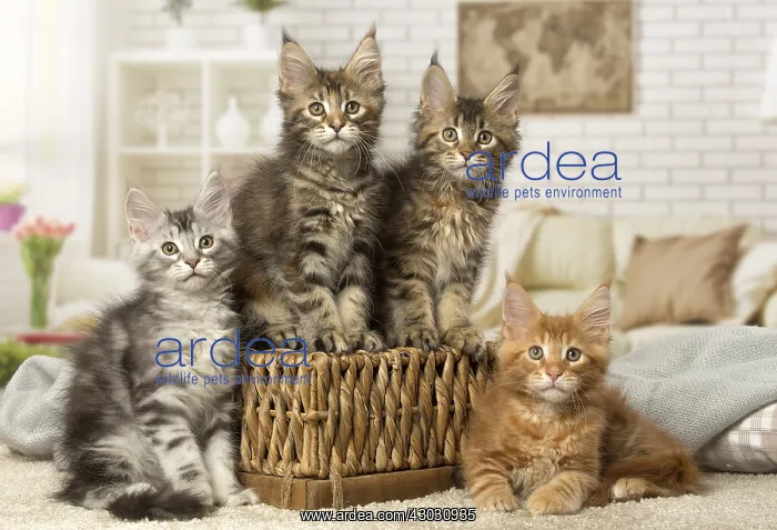  : Maine Coon kittens indoors
