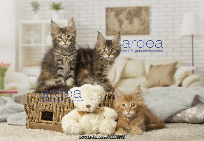  : Maine Coon kittens indoors