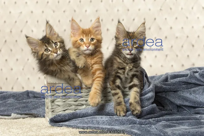  : Maine Coon kittens indoors