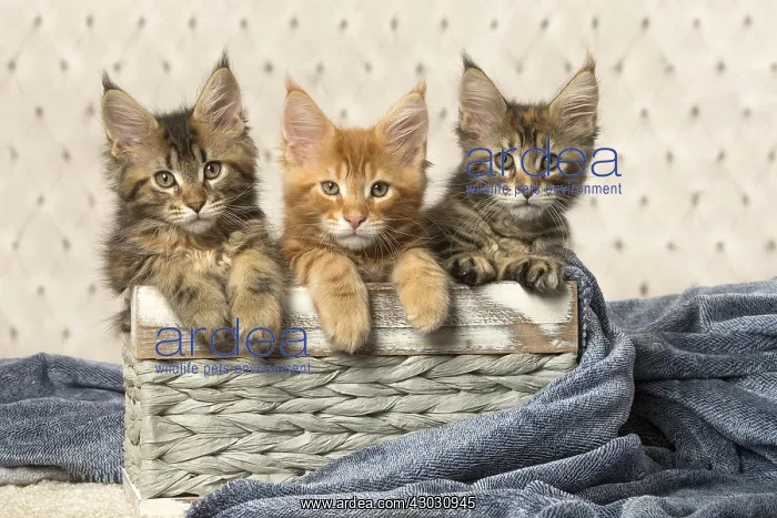  : Maine Coon kittens indoors